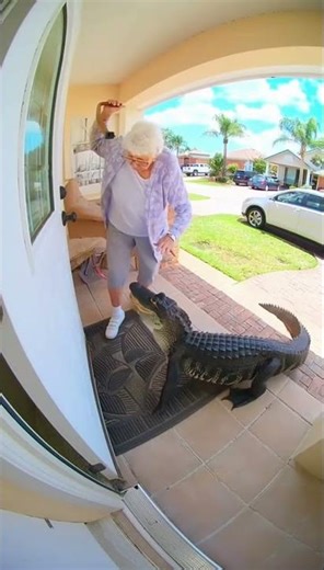 Grandma Shoos Gator Off Porch 😱🐊 | Florida at Its Finest!