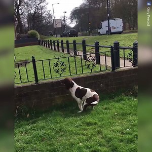 89K views · 4.4K reactions | Oscar loves the postman! This happens every single day ❤️  | We Love Animals | Facebook