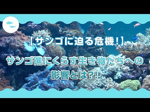 【海の教室・海洋環境】サンゴに迫る危機！サンゴ礁に暮らす生き物たちへの影響（東京都）