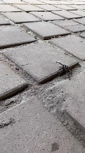 Master Splinter on Reels | Facebook