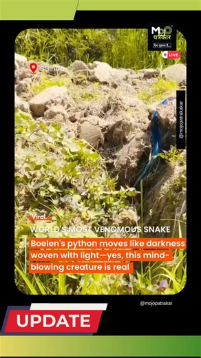 Mojo Patrakar on Instagram: "A viral video by @yeimo.meni shows the elusive Boelen’s python, a rare rainbow-iridescent predator from New Guinea. 🐍 A breathtaking glimpse of one of nature’s most secretive creatures before it disappears back into the shadows. Disclaimer: shared for awareness only. we do not authenticate this content. posted respectfully under instagram & facebook guidelines. #wildlifelovers #python #naturephotography #viralvideo #newsupdate"