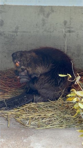 しぇー #ビーバー #americanbeaver #zoo #beaver #アメリカビーバー #cute #ビバ活 #animals #cuteanimals