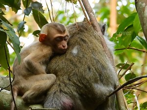 Million sad pity newborn abandoned sleep on back of Jane in pity face she need warm from Jane #Animallover | Mata Monkeys