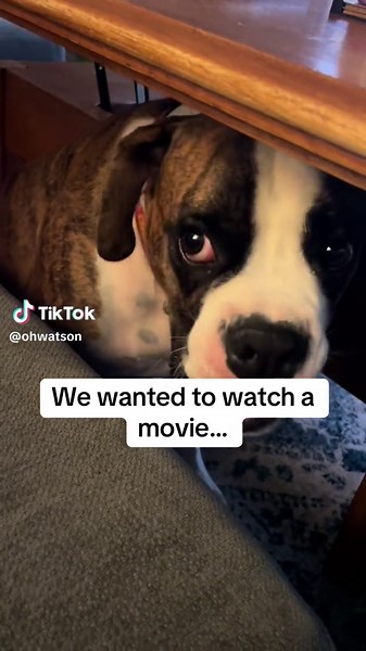 Movies take attention away from Watson 😂 #boxer #boxerdog #boxersoftiktok