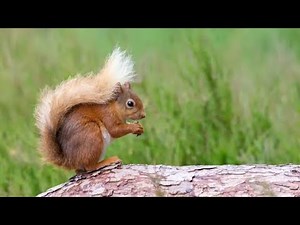 Squirrel Noises That Sound Like Laughing, Crying, Talking, and MORE