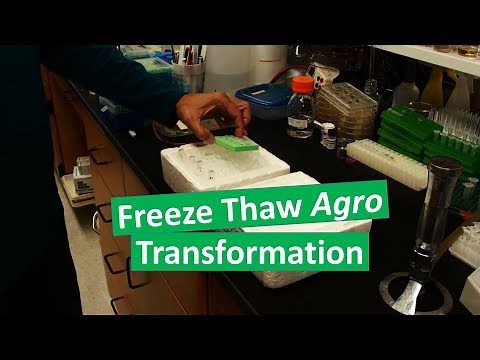 Transforming Agrobacterium by the freeze thaw method