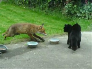 Cat vs fox / an cat i gcoinne an tsionnaigh /Katze gegen Fuchs / Chat contre Renard