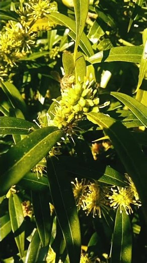 you know how the bees do the process of pollination 🐝