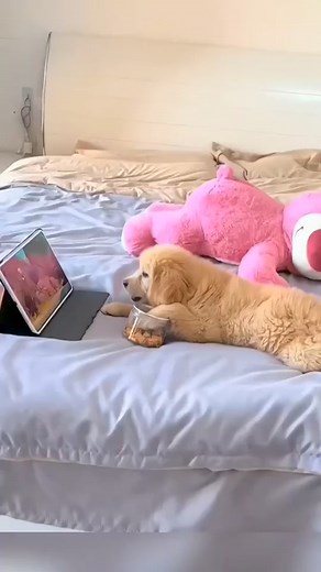 cartoon clock 😂❤️ | Golden Retriever