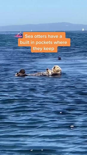 Adorable Monterey California Sea Otter with a Rock in Pocket