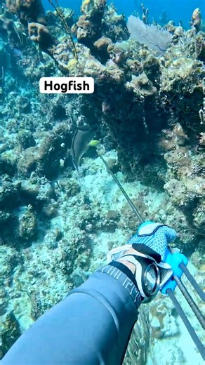 Hogfish Hawaiian Sling