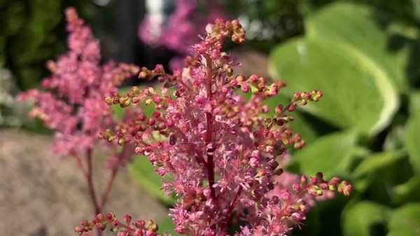 close up Pink astilbe flowers blooming in garden Stock Video Footage - Alamy