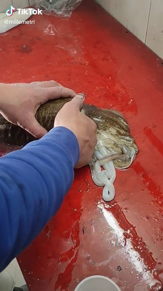 How to Prepare Fish with Unique Head Organ Removal