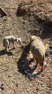 Beautiful sheep❤️ #sheep | Beautiful mountain path
