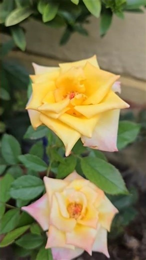 மழைக்கால மலர்கள் | my garden flowers in rainy days | #mariashan #flowersvideo #gardeningshorts