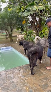 1.8M views · 10K reactions | Ang Tao Ang Alpha, Aso Ang Beta | Supero Dog Farm | Facebook