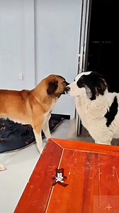 Prince of the Western Regions ~ Fatty Yellow. he poured her heart out but met a heartless one; Fatty Yellow's sincerity was ultimately misplaced. Only after hitting a wall did he learn that caring for herself is wiser than foolishly giving. #fblifestyle | King Charles dog