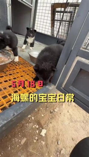 海螺和赵四小姐宝宝39天 #西北实战 #西北刀客海螺