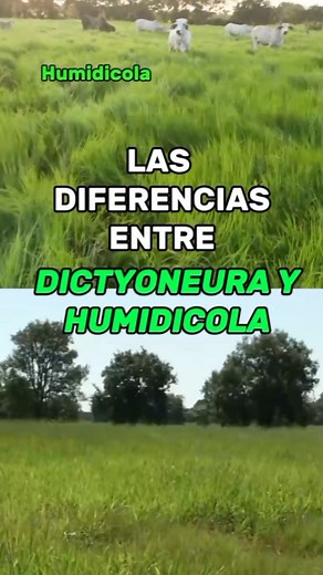 Las diferencias entre Dictyoneura y Humidola 🌿Sí en tu finca hay suelos de baja fertilidad, no le des tanta mente y siembra estas especies. 💥Son las más tolerantes a condiciones extremas. 🤠En muchos casos nos tenemos que resignar a sembrar humidicola o dictyoneura por las condiciones de los suelos. Pero del ahogado, el sombrero. Estas especies bien manejadas dejan billete 💵 🤠Así que pilas! A sembrar. Tienes dudas, te asesoramos al GRATIN #caquetaganadera #ganaderocolombiano #caucasiadespens