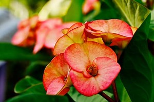 My Dog Ate Euphorbia What Should I Do? | Our Fit Pets