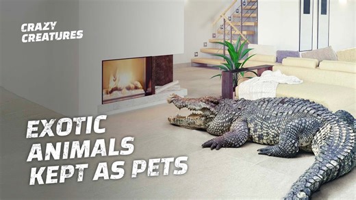 Can You Really Tame These Exotic Creatures?