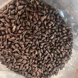 Agarwood Seeds - Wholesale Price & Mandi Rate for Agarwood Seeds in India