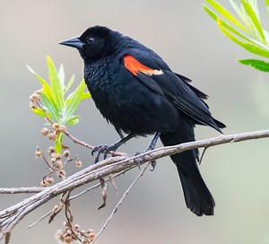 Do Fireworks Kill or Hurt Birds?