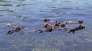 10K views · 696 reactions | It's Sea Otter Awareness Week! Held every...