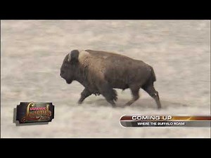 Winchester Legends S1E5 Whitetail, Bison, South Dakota Mule Deer