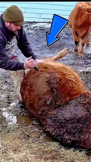 How Vets Save Cows from Bloating 🐄
