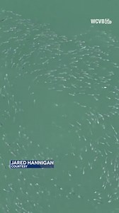 3.3K views · 34 reactions | A fisher caught quite the moment on a Massachusetts bay: A breaching whale, which he described as an "absolute explosion in the water." Watch it here. | KSBW TV Action News 8 | Facebook