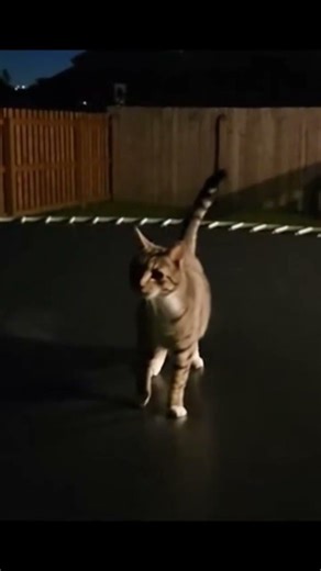 My cat said this is part of the training program 🐱#cat #cats #pet #pets #funny #funnycats #funnypets