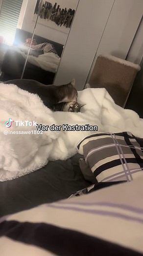 Kastration: Vorher-Nachher Vergleich des Katers