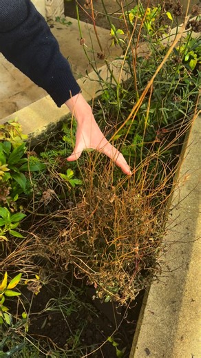 🌿 Le printemps arrive dans quelques mois… et si vous voulez des Gauras magnifiques dans votre jardin, il y a un geste à ne pas faire trop tôt. Une taille précoce peut l’abîmer et retarder voir même empêcher la floraison, et en cas de fortes gelées, fragiliser la souche au point de le faire mourir. Les tiges et les feuilles sèches laissées en place servent de protection naturelle contre le froid. 🌸 Le Gaura (Gaura lindheimeri) • Rusticité : environ -10 à -15°C • Exposition : plein soleil (c’est