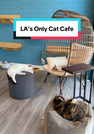 LA’s ONLY nonprofit Cat Cafe 🐱 Visit over 20 rescue cats and maybe take one home with you 🤭📍Cat Cafe Lounge #la #thingstodo #wheretogo #activity #dateidea