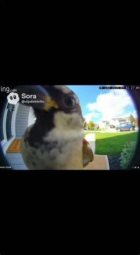 The Bird That Pecks the Camera #birdvideo #funnyanimals #ringcamera