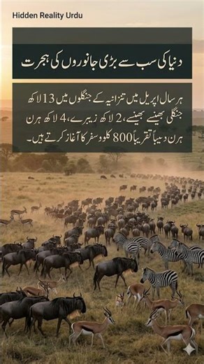 The Incredible Journey of the World’s Largest Animal Migration in Tanzania |