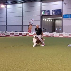5.4K views · 35 reactions | Live results FCI World Championship Dog Dance! https://www.caniva.com/event/1682/FCI-Dog-Dance-Weltmeisterschaft/result/dogdance/Heelwork | Working-dog | Facebook