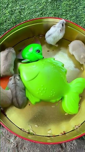 chuột hamster sẽ ăn tất cả những gì đã đi qua /hamsters will eat anything that comes their way