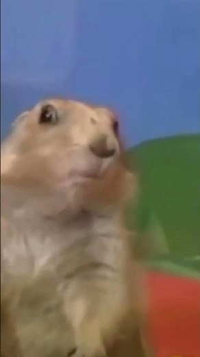 Dramatic Look | Overly Dramatic haha | Gopher #Shorts