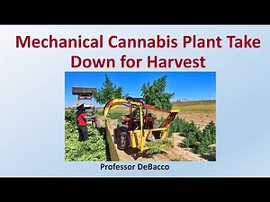 Mechanical Cannabis Plant Take Down for Harvest
