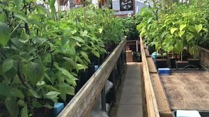 Update from the AutoPot Social Greenhouse..... Tim, Ben and the guys have been busy since Christmas.... only two months to go until the gates open.... 😊 | AutoPot Watering Systems