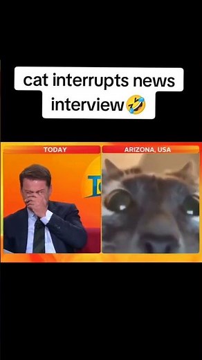 Grumpy Cat Crashes News Interview: Reporter Can't Stop Laughing 😂