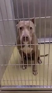 🆘URGENT🆘 Our amazing beast crew saved this itty bitty pitty trying to survive life on the streets. She has served her stray hold at the city shelter and is ready to be released but we sadly have nowhere for her to go. Will you help this beauty begin the next chapter of a new life full of love and happiness? We cannot do what we do without YOU! SPONSOR•FOSTER•ADOPT www.beautiesandbeasts.org | Beauties and Beasts, Inc.