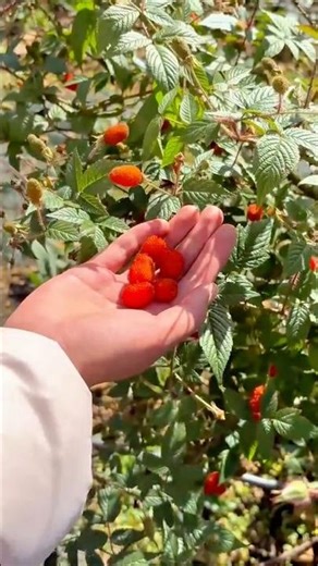 Hand Holding a Cluster of Freshly Picked Bright Orange Raspberry like Fruits