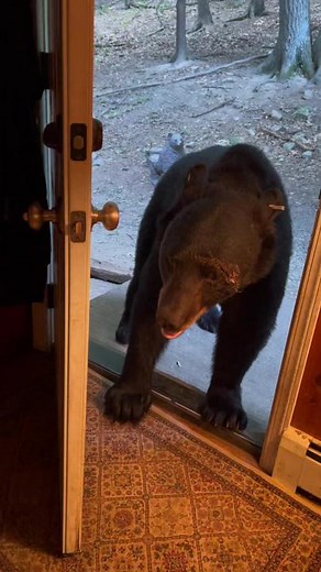 Bear Closes Front Door! Wildlife Encounter Caught on Camera