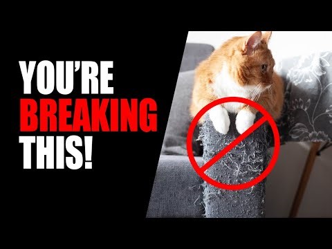 Hidden Cat Rules You Never Knew You ARE BREAKING!