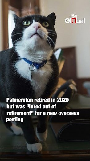 Foreign Office Cat Palmerston Returns as ‘Feline Diplomat’ in Bermuda