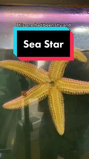 Starfish Feeding Behavior Explained