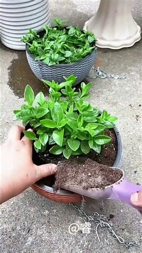 Peony Hanging Orchid Blue. "Planting Tips" "Flower Growing Knowledge" "Green Plant Care Techniques"